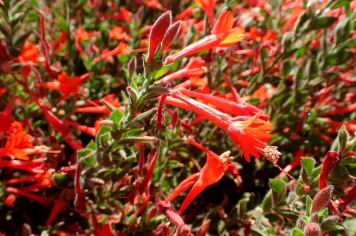 Epilobium californica 'Everett's Choice'