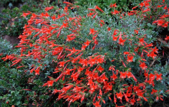 Plant photo of: Epilobium californica 'Everett's Choice'