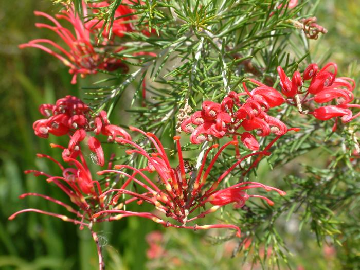 Grevillea ros. 'Scarlet Sprite'