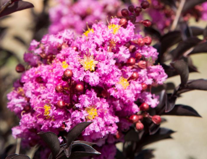 Plant photo of: Lagerstroemia indica 'Delta Fusion'