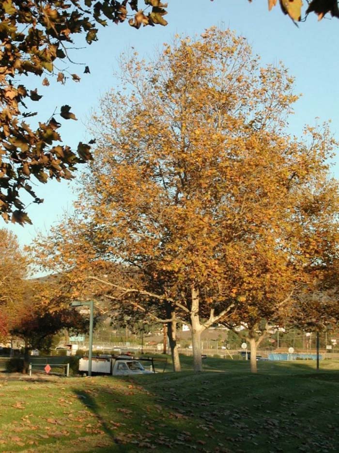 Plant photo of: Platanus acerifolia