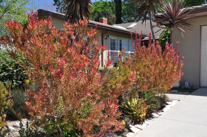 Leucadendron 'Jester'