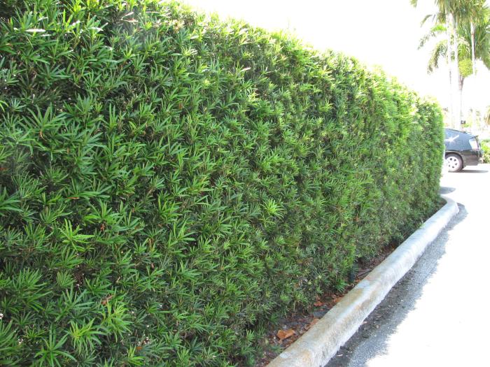 Podocarpus macrophyllus 'Maki'