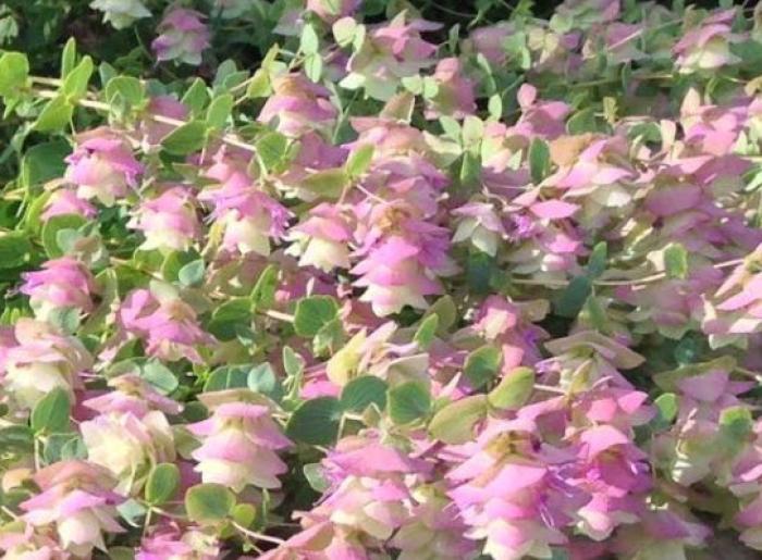 Origanum 'Kent Beauty'