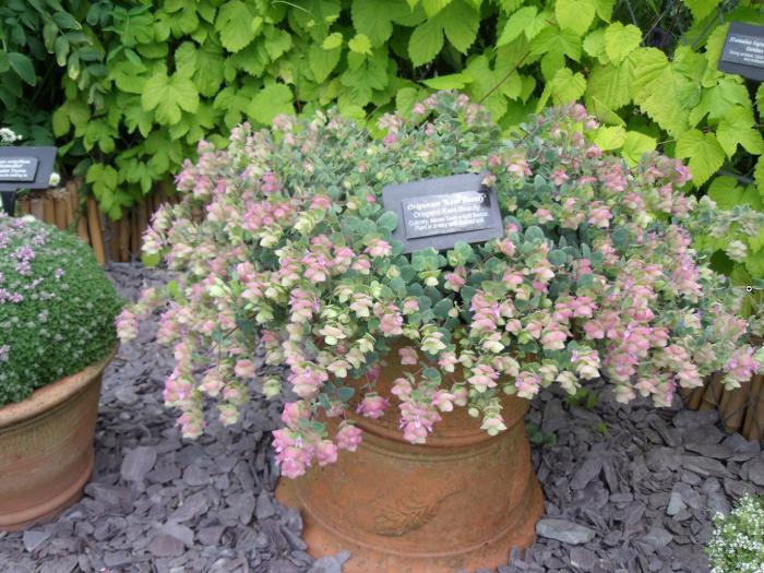 Plant photo of: Origanum 'Kent Beauty'