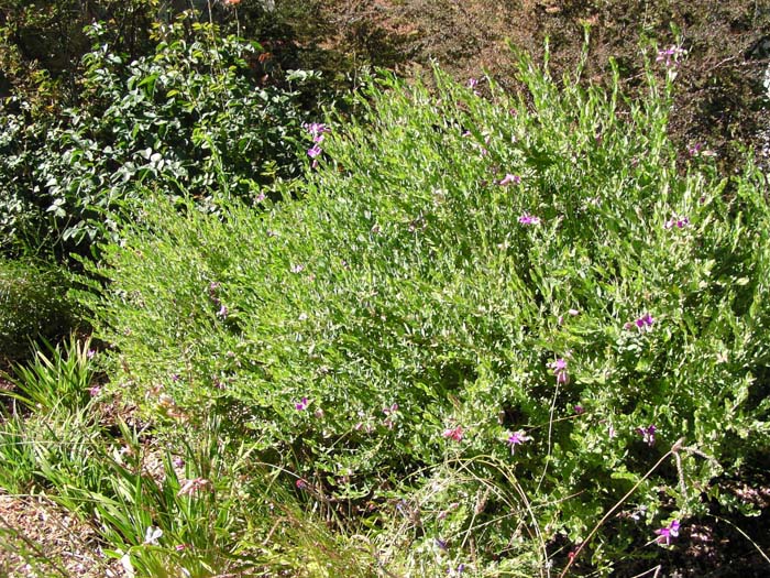 Polygala dalmaisiana