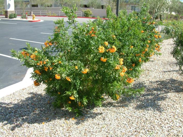 Tecoma X 'Orange Jubilee'