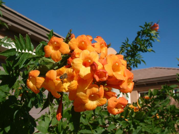 Plant photo of: Tecoma X 'Orange Jubilee'