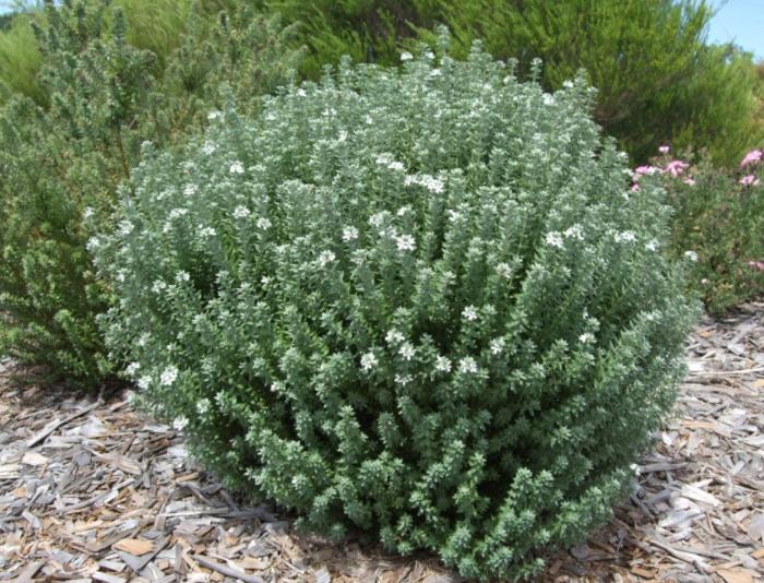 Dwarf Coast Rosemary