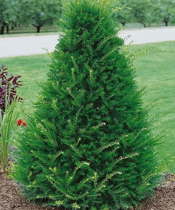 Taxus cuspidata