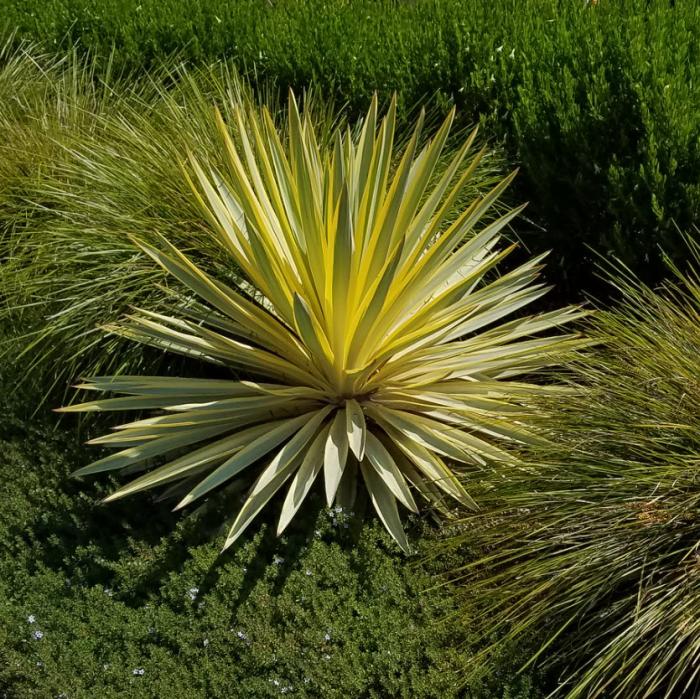 Bright Edge Yucca
