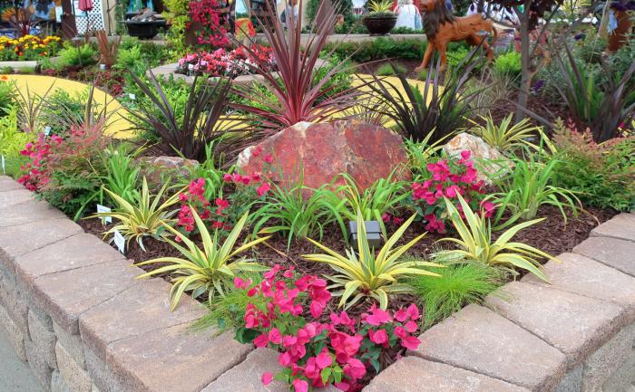 Plant photo of: Yucca 'Bright Star'