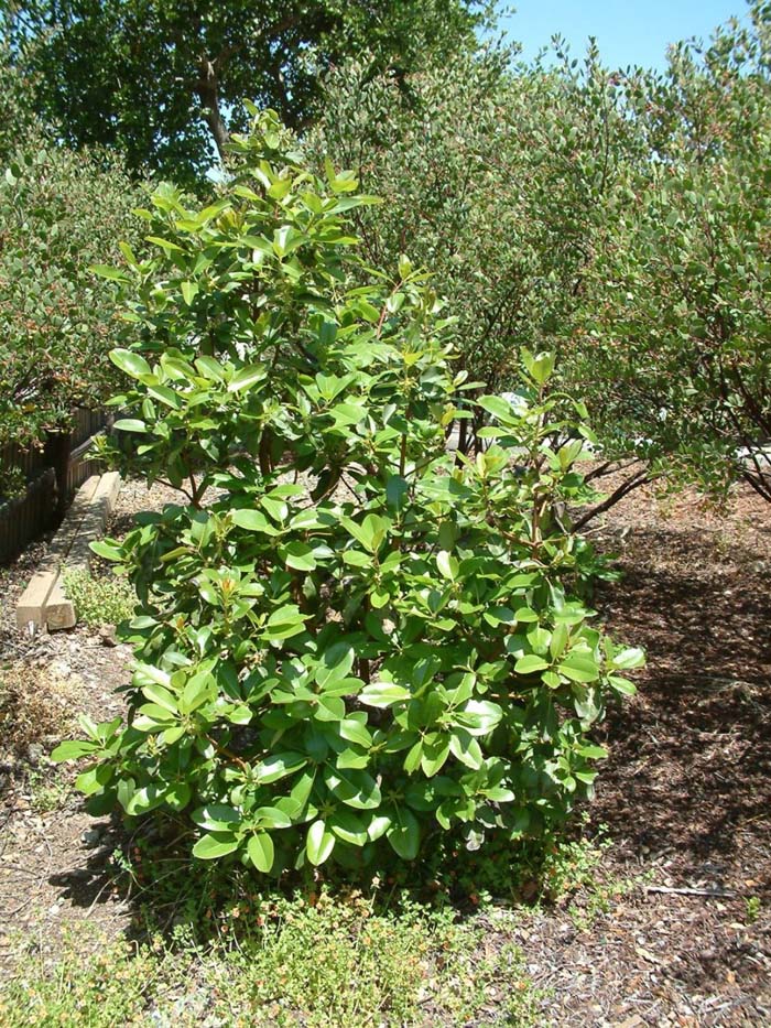 Arbutus menziesii