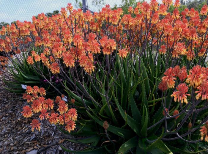 Aloe camperi