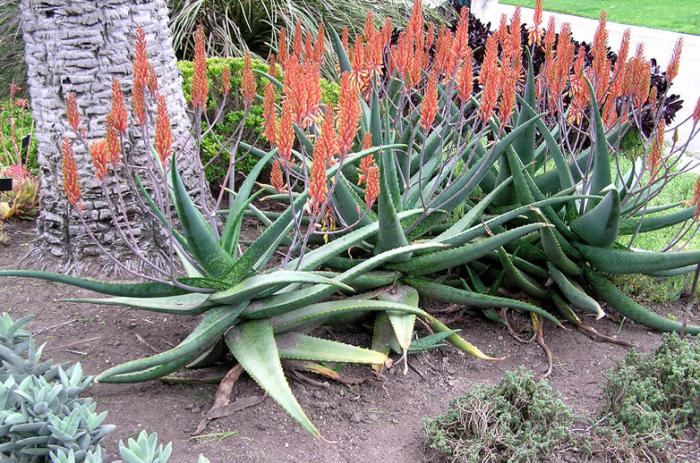 Plant photo of: Aloe camperi