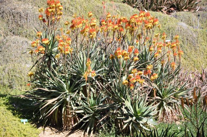 Plant photo of: Aloe camperi