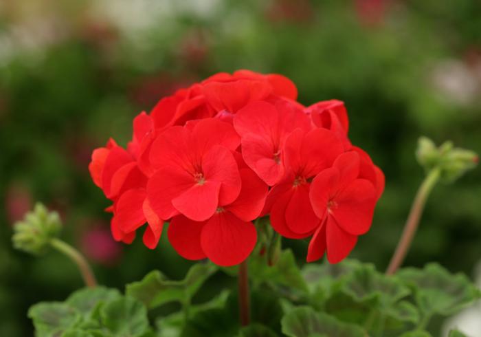 Pelargonium X 'Red Dancer'