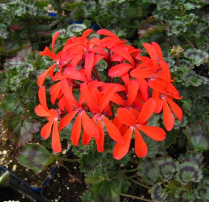 Plant photo of: Pelargonium X 'Red Dancer'