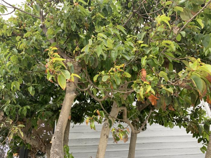 Plant photo of: Prunus lyonii