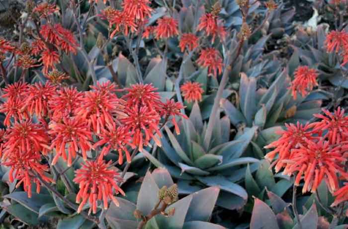 Plant photo of: Aloe striata hyb. 'Ghost Aloe'