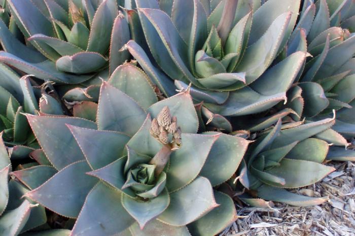 Plant photo of: Aloe striata hyb. 'Ghost Aloe'
