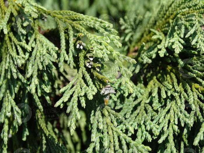 Thuja orientalis