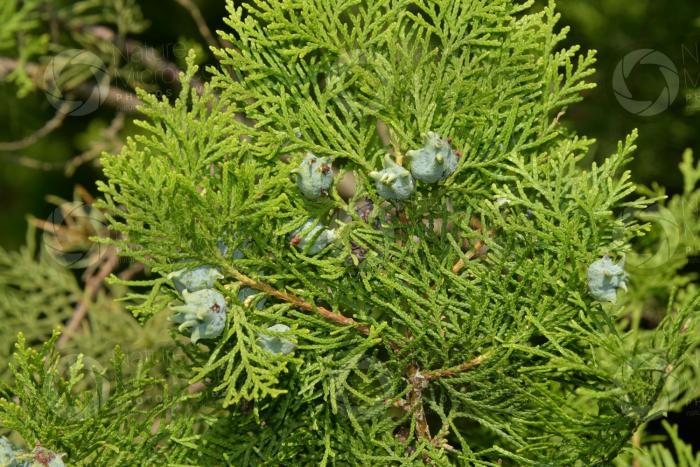 Plant photo of: Platycladus orientalis