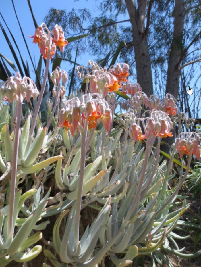 Plant photo of: Cotyledon orbiculata var. oblonga