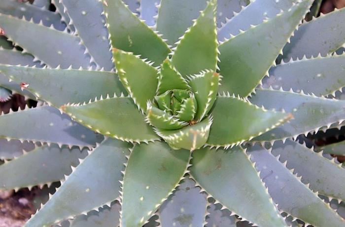 Plant photo of: Aloe brevifolia