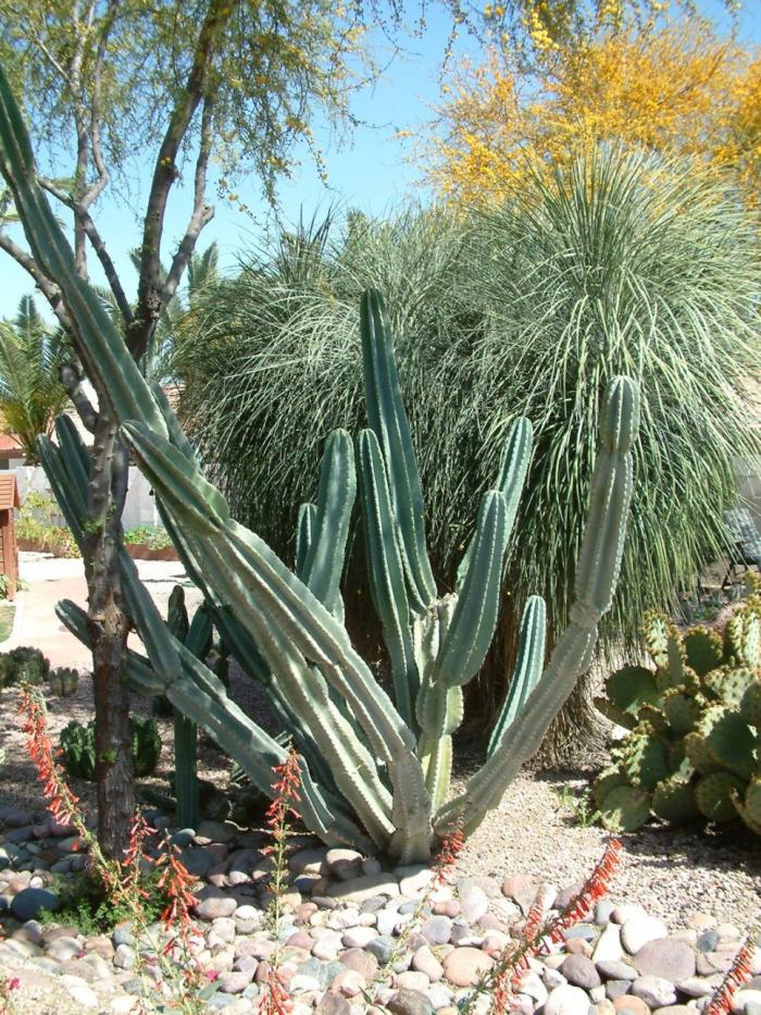 Plant photo of: Cereus peruvianus