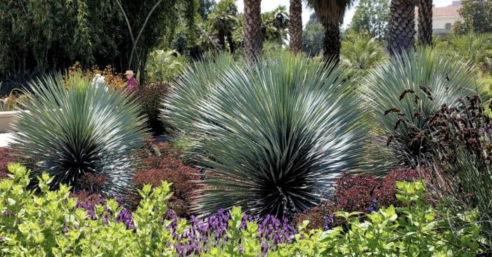 Blue Velvet Yucca
