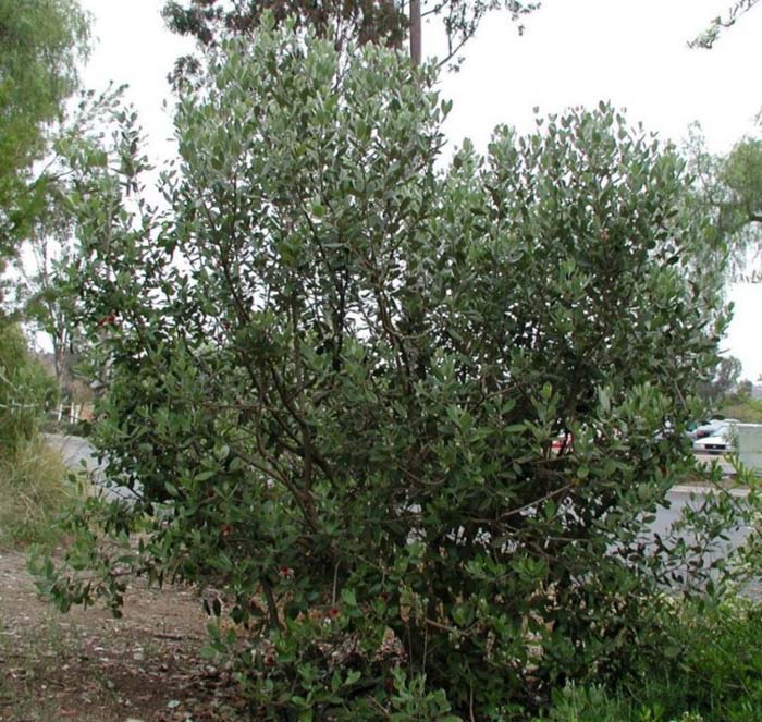 Psidium cattleianum