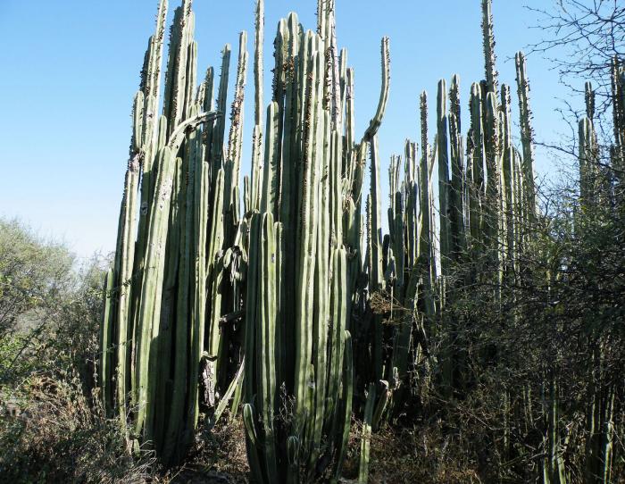 Mexican Fencepost