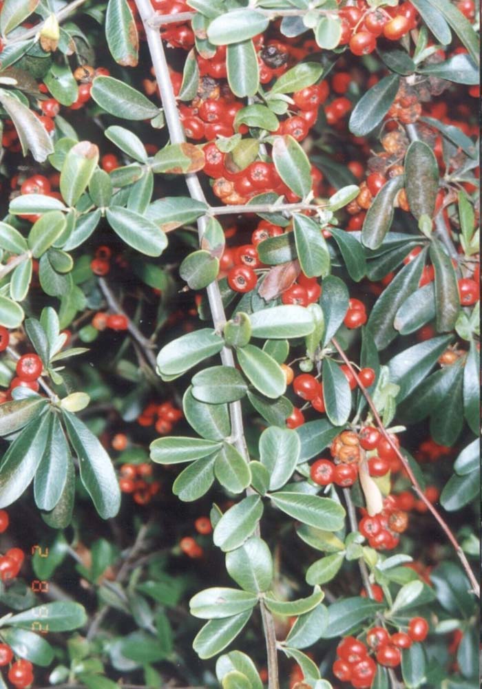 Plant photo of: Pyracantha 'Santa Cruz'