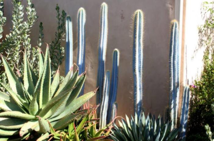 Plant photo of: Pilosocereus azureus