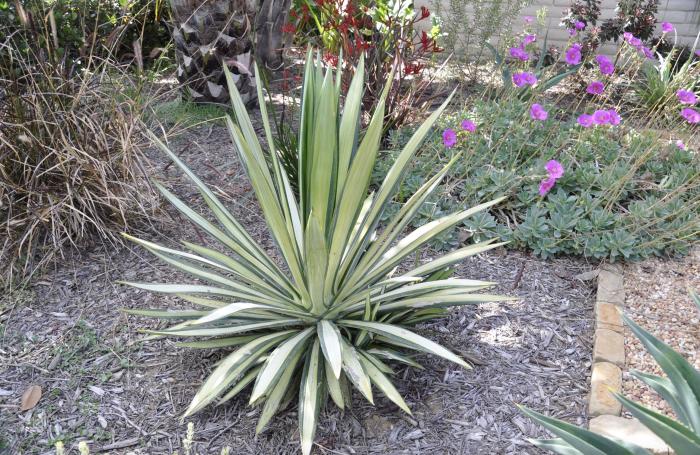 Yucca gloriosa 'Variegata'