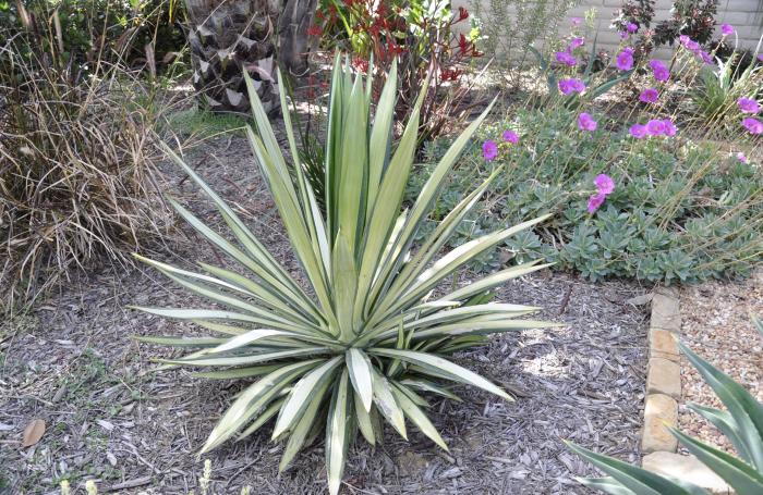 Plant photo of: Yucca gloriosa 'Variegata'