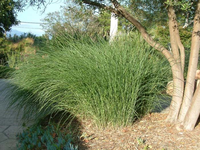 Plant photo of: Miscanthus sinensis 'Gracillimus'