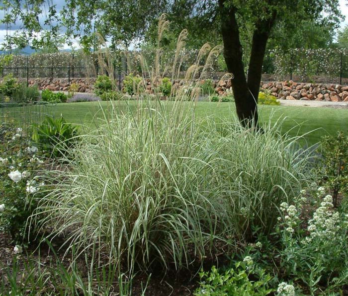 Miscanthus sinensis 'Variegatus'