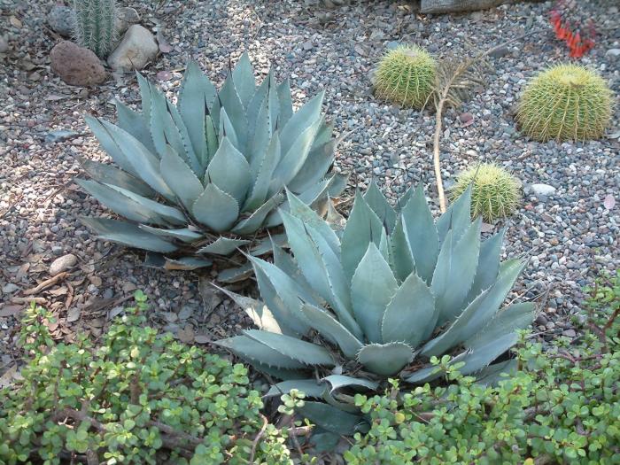 Agave parryi