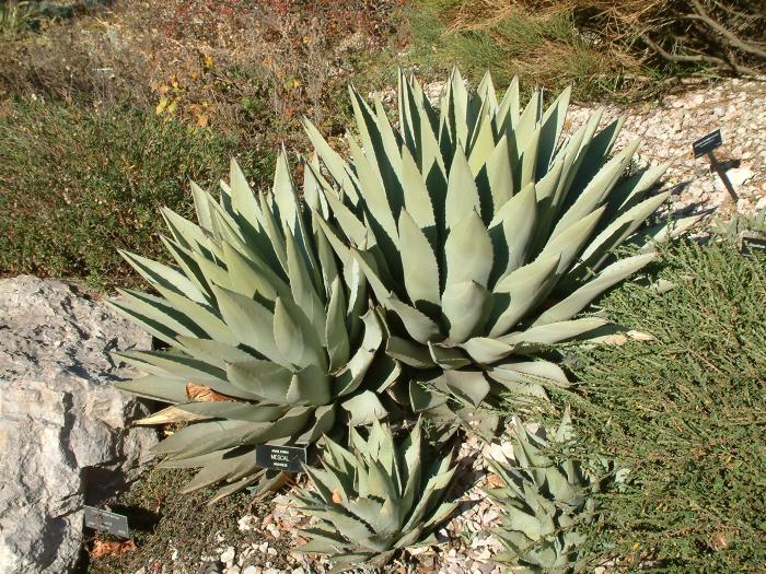 Plant photo of: Agave parryi
