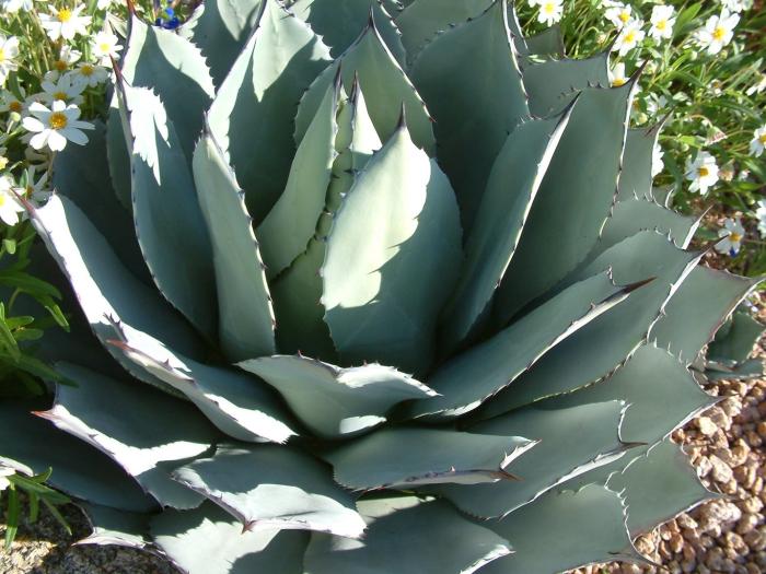 Plant photo of: Agave parryi
