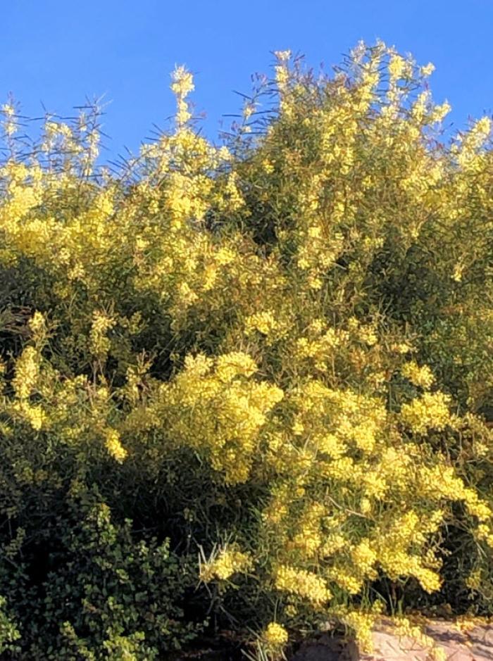 Willow Wattle