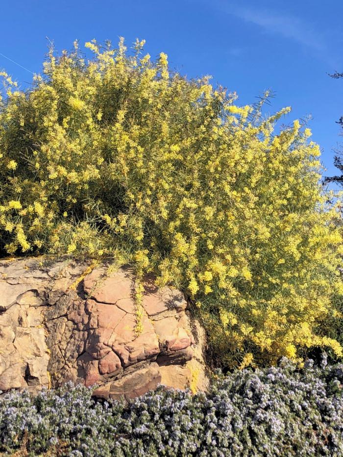 Plant photo of: Acacia iteaphylla