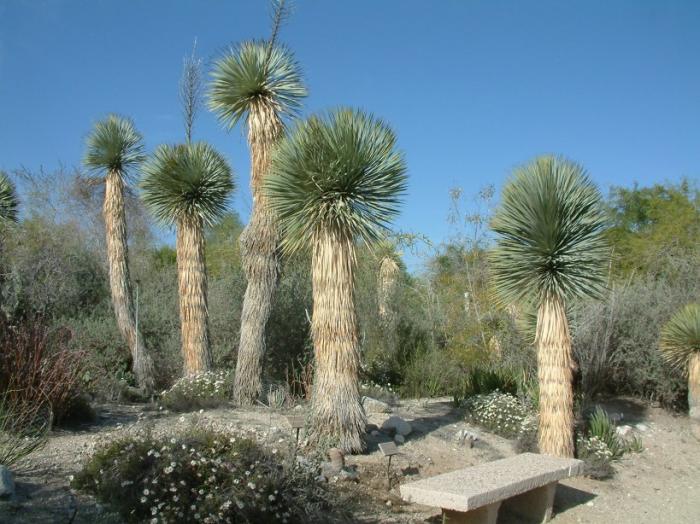 Plant photo of: Yucca rostrata