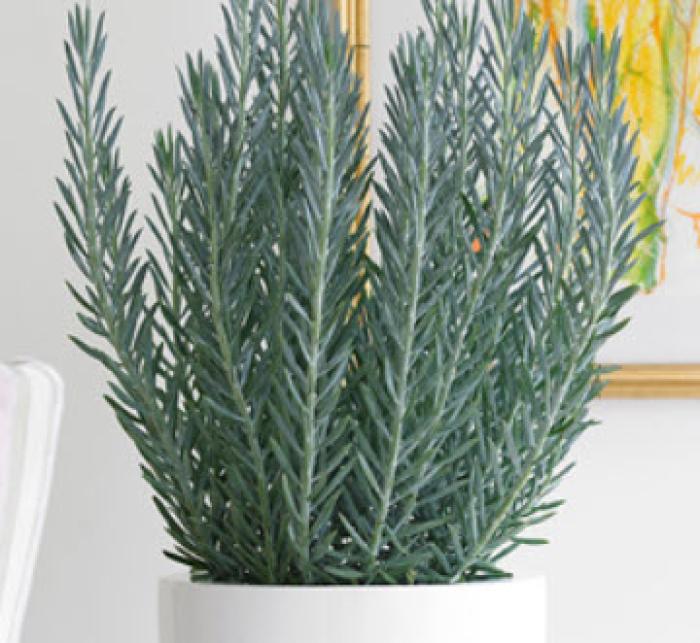 Skyscraper Senecio