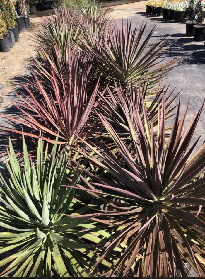 Yucca aloifolia 'Magenta Magic'