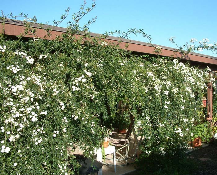 Plant photo of: Rosa banksiae