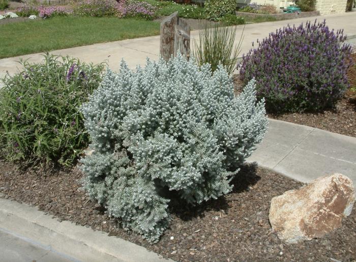 Leucophyta brownii