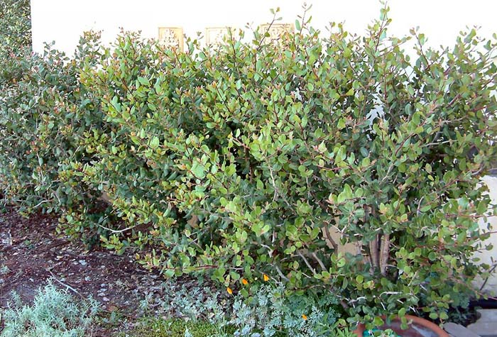 Rhus integrifolia